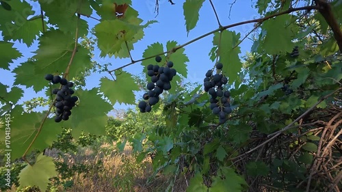 Hand picking ripe black grapes directly from a vine. Video captures fresh, organic fruit ready for harvest on a sunny day.