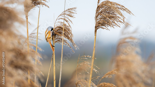 Fototapeta Naklejka Na Ścianę i Meble -  reed in the wind