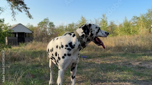 Joyful dalmatian dog standing in the grass, panting heavily with its tongue out on a warm, sunny day in the park.