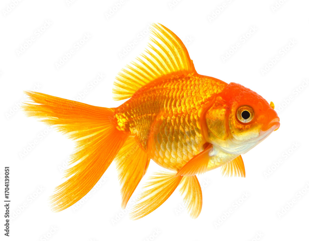 Fototapeta premium Single Goldfish Swimming, Side View, isolated on white background png