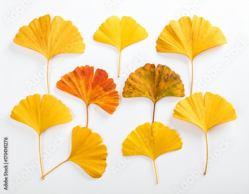 White background with autumnal  ginkgo biloba leaves isolated. 