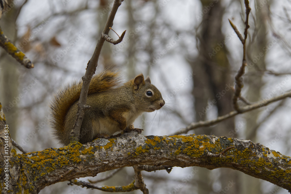 Obraz premium Red Squirrel in a Tree