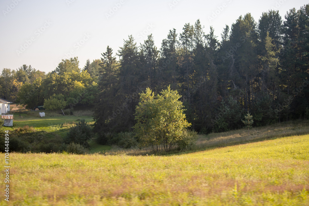 Fototapeta premium autumn landscape with trees