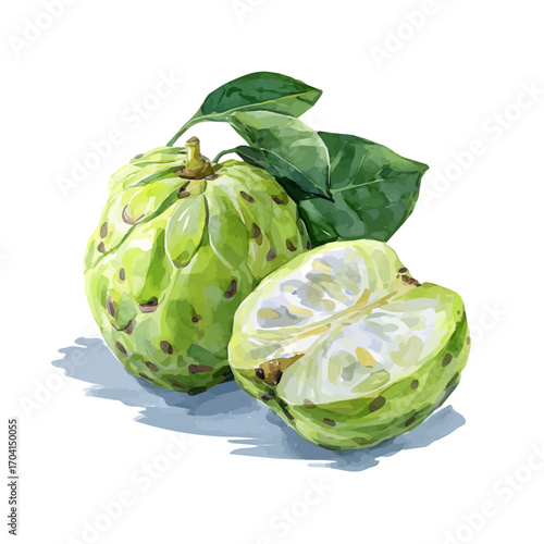 watercolor of Cherimoya, vector, isolated on a white background.
