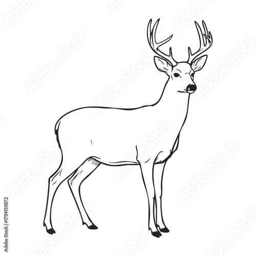 Graceful white-tailed deer in natural habitat wildlife illustration serene environment side view. Vector illustration