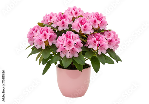 Wallpaper Mural Pink rhododendron flower plant in pot isolated on white isolated on transparent background Torontodigital.ca