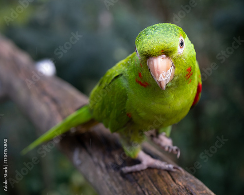 Close-Up of Red-Masked Parakeet in Parque das Aves, Brazil