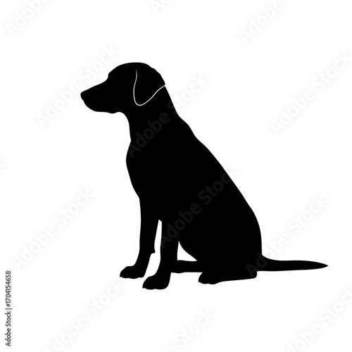 black labrador retriever dog