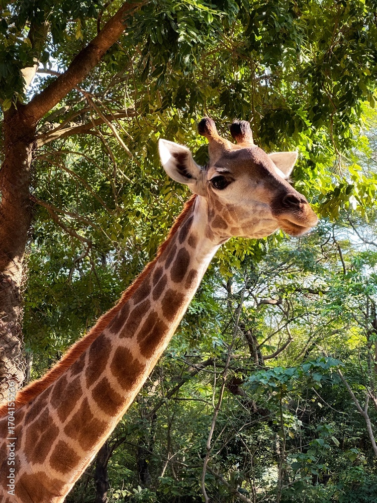 Fototapeta premium giraffe in the zoo