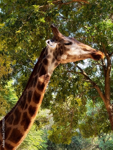 Photography giraffe in the zoo