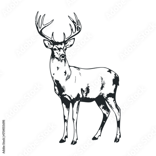 Majestic stag standing in forest clearing wildlife photography natural environment side view wildlife conservation. Vector illustration