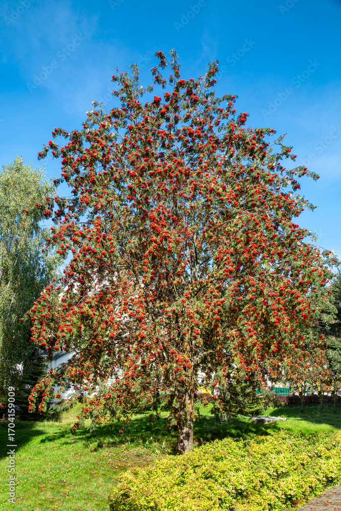Naklejka premium A tall, beautiful mountain ash tree with red berries against a blue sky on a clear sunny day. Flora plants flowers.
