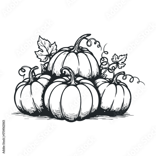 Harvesting autumn pumpkins in a rustic farm setting hand-drawn illustration nature seasonal vibes. Vector illustration