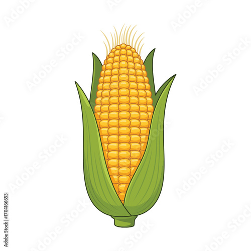 A single, fresh, and ripe corn on the cob with golden yellow kernels and vibrant green husks, isolated on white. vector illustration