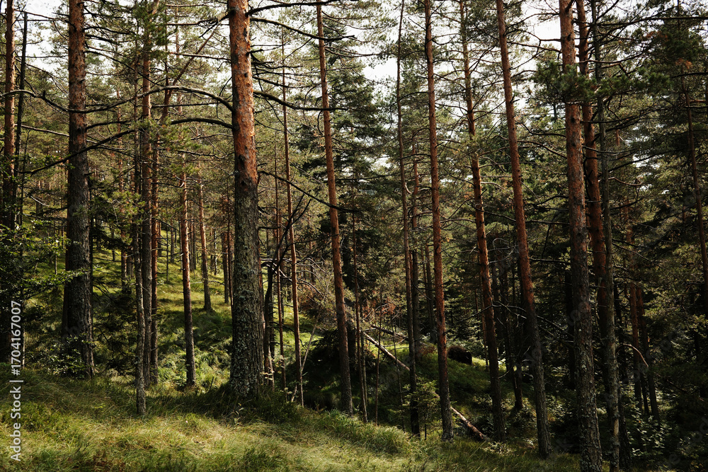 Obraz premium Pine forest landscape in Divcibare, Serbia with tall trees on a hillside