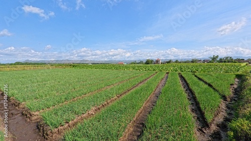 Wide Shallot Farm on Former Rice Field in Rural Indonesia