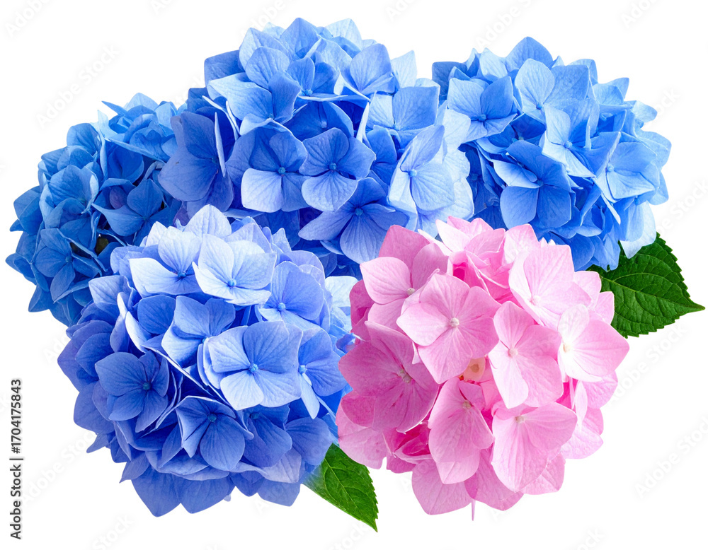 Obraz premium 1 - Blue and Pink Hydrangea Flower Cluster, Side View, isolated on transparent background png (2)
