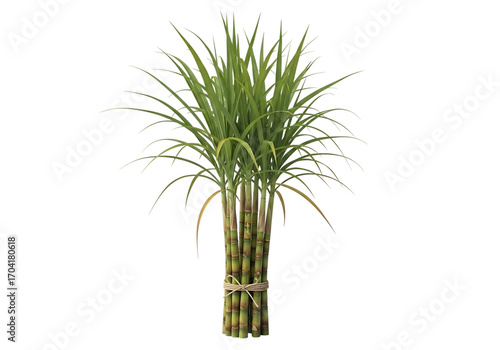 Sugarcane plant isolated on transparent background, a sweet crop