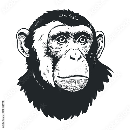 Captivating portrait of a chimpanzee wildlife sanctuary illustration natural setting animal behavior. Vector illustration