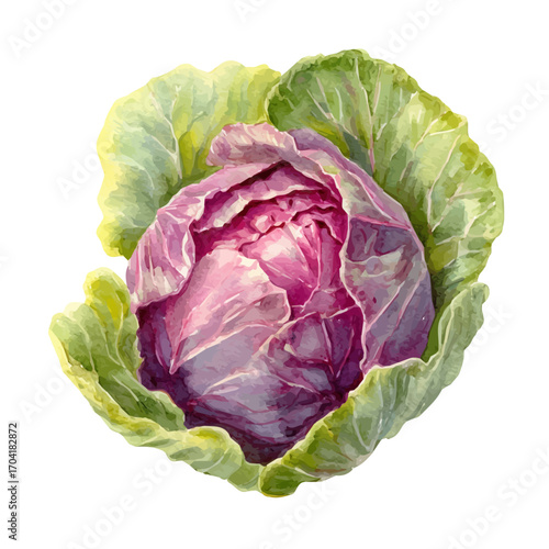 watercolor of Cabbage, vector, isolated on a white background.