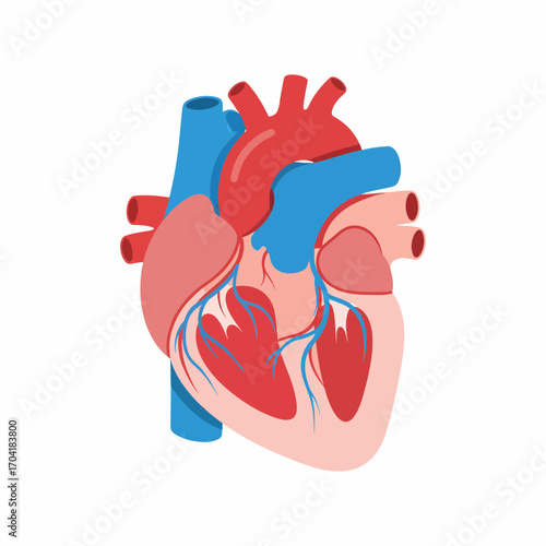 Anatomical illustration of the human heart, a medical diagram for cardiology education