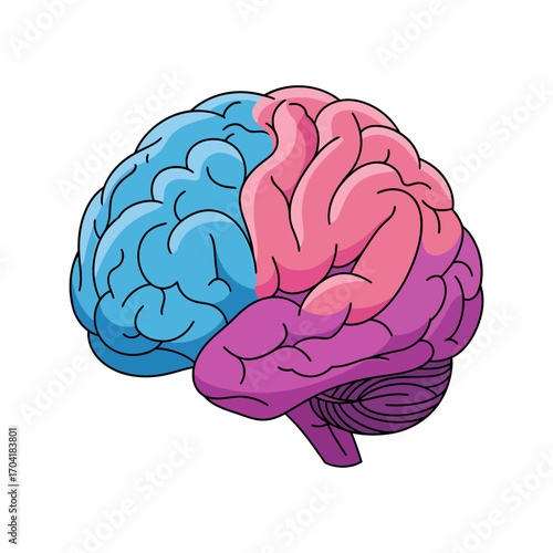 Colorful human brain illustration showing lobes, representing intelligence, psychology, and the concept of mind