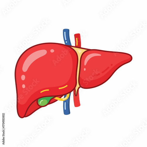 Human liver organ anatomy cartoon illustration with gallbladder and blood vessels