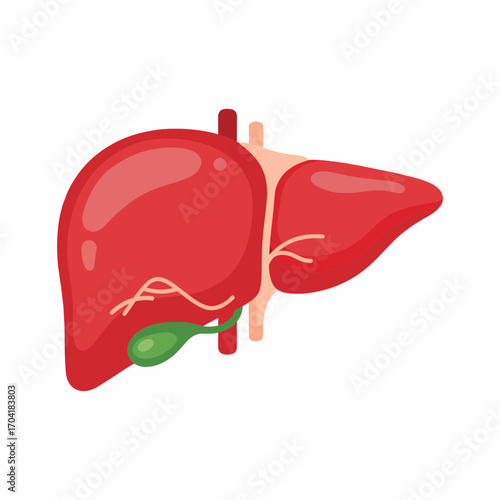 Healthy human liver with gallbladder, anatomical flat vector icon illustration