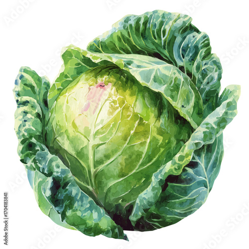 watercolor of Cabbage, vector, isolated on a white background.