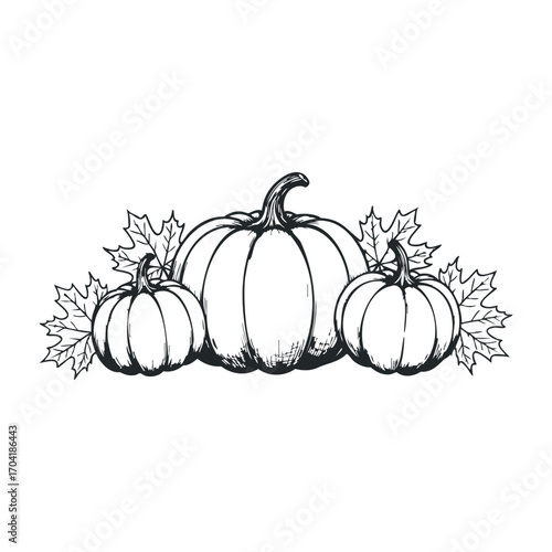 Harvesting autumn pumpkins farm field illustration seasonal nature aerial view rustic vibe for fall decor. Vector illustration