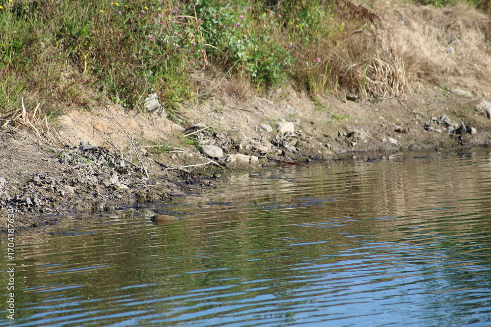 Obraz premium Serene Lakeside: Tranquil Water Meets Verdant Bank