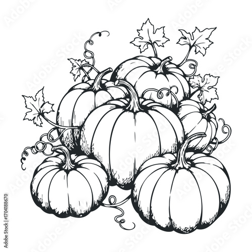 Harvesting pumpkins in a cozy autumn garden illustration natural setting top-down perspective seasonal vibes. Vector illustration