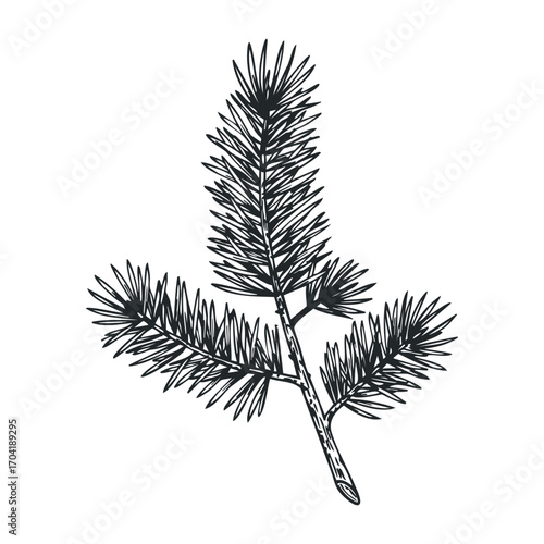 Beautiful pine branch nature scene botanical illustration forest environment view artistic concept. Vector illustration