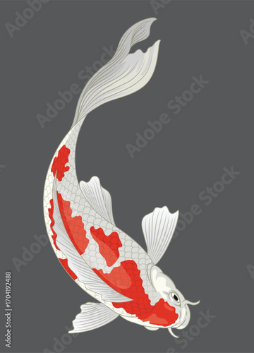 fish koi vector design illustration