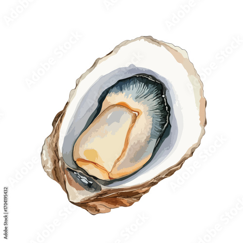 Open Oyster Shell with Detailed Watercolor Rendering of the Mollusk Inside