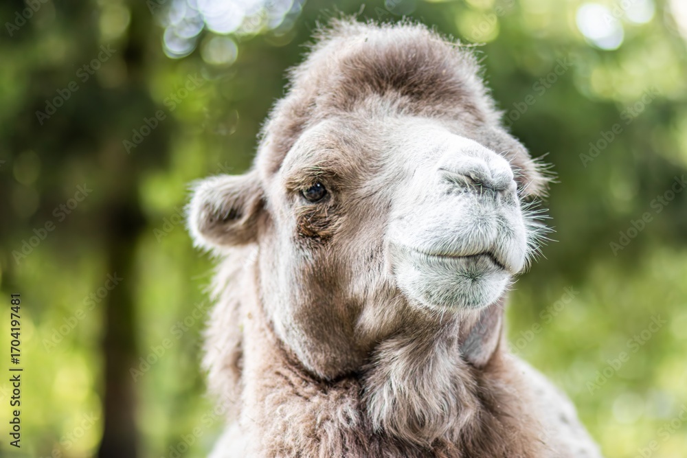 Obraz premium Close-up of a camel with soft fur and expressive eyes, showcasing its unique features against a blurred green background, highlighting the beauty of wildlife and nature