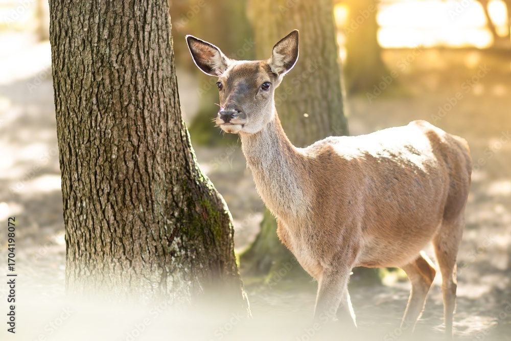 Fototapeta premium Female deer standing gracefully near a tree in a sunlit forest, showcasing natural beauty and serene wildlife in a peaceful environment with soft sunlight filtering through the leaves