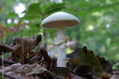 Agaricus silvicola, also known as the wood mushroom. It is edible and tasty mushroom. Young fruiting bodies of this fungus can be confused with deadly poisonous poisonous toadstool (Amanita virosa).