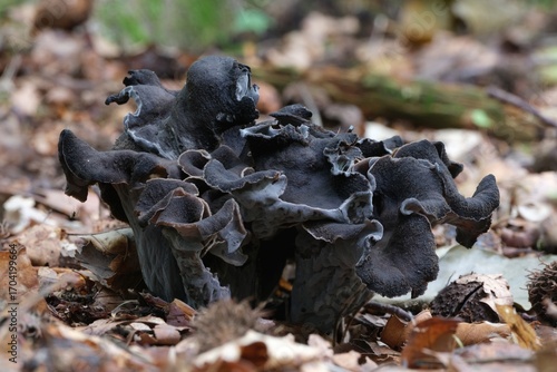 Group of late autumn mushrooms Craterellus cornucopioides (horn of plenty, black chanterelle, trompette de la mort) is growing in forest among dry leaves.