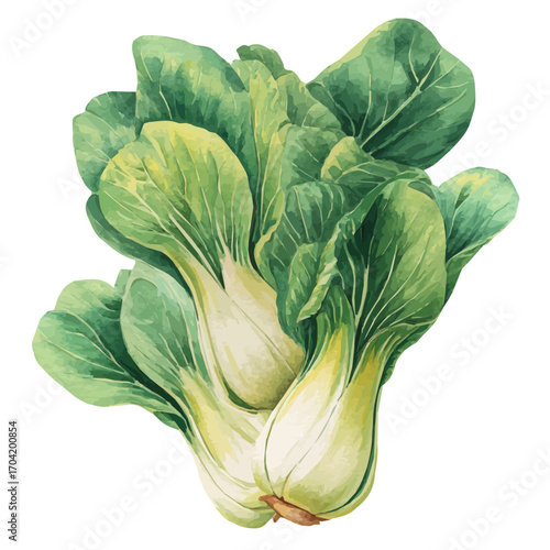 Bok Choy, watercolor painting vector, isolated on a white background.