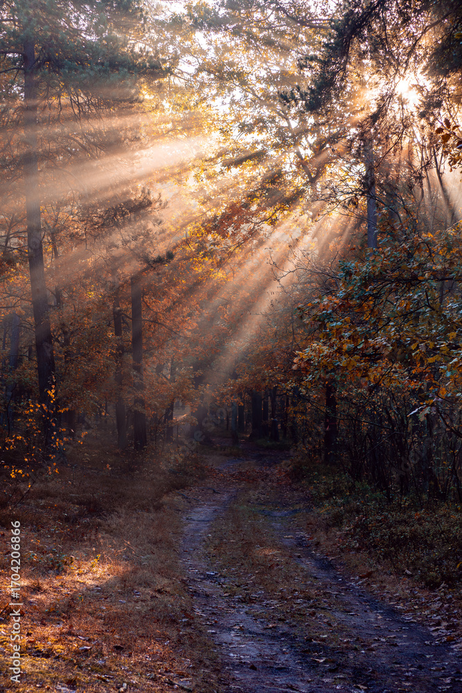 Obraz premium autumn forest with sun rays
