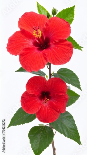 Wallpaper Mural Bright Red Hibiscus Flower with Large Petals and Tropical Detail Isolated on White Background for Botanical Object, Exotic Blossom and Summer Decoration Concept Torontodigital.ca