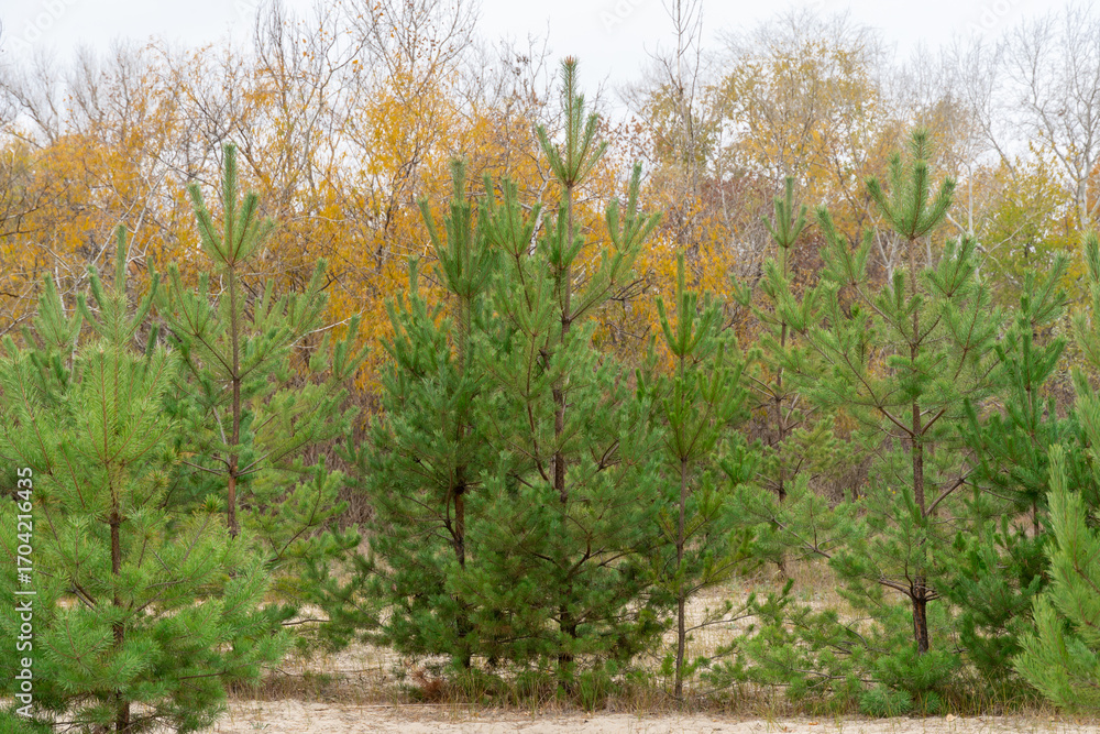 Naklejka premium Pine trees grow or plantation of young coniferous in autumn forest. Newly planted forest among deciduous trees. Forestry of evergreen sprout. Reforestation, afforestation and environmental recovery.