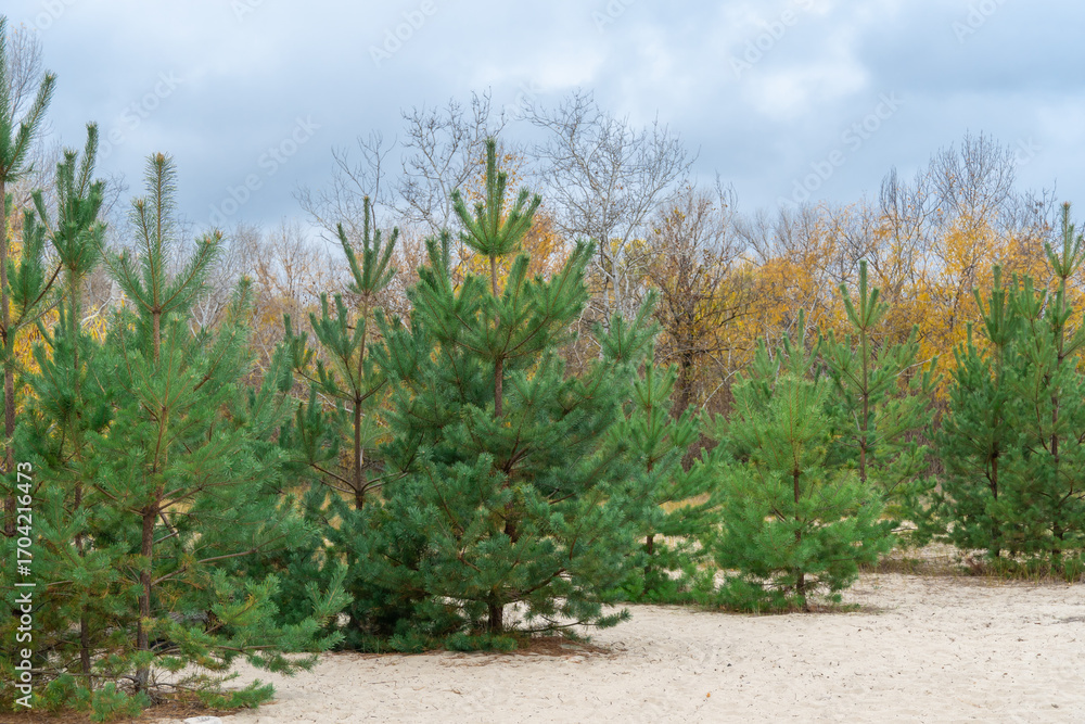 Naklejka premium Pine trees grow or plantation of young coniferous in autumn forest. Newly planted forest among deciduous trees. Forestry of evergreen sprout. Reforestation, afforestation and environmental recovery.