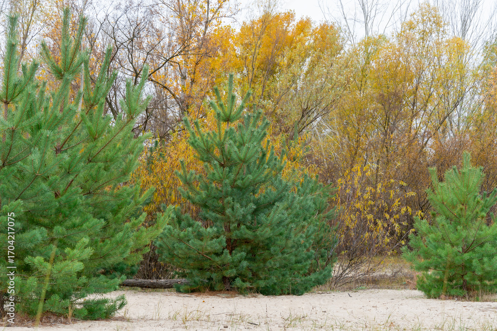 Naklejka premium Pine trees grow or plantation of young coniferous in autumn forest. Newly planted forest among deciduous trees. Forestry of evergreen sprout. Reforestation, afforestation and environmental recovery.