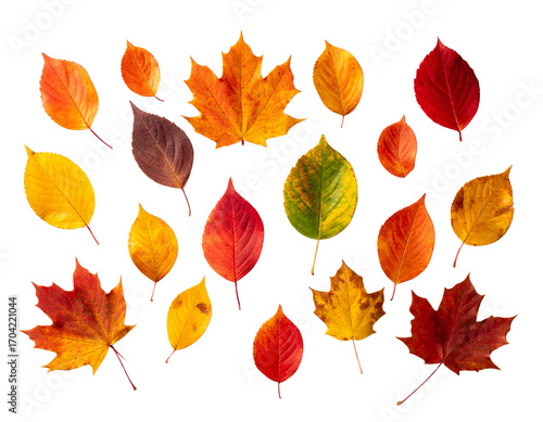 Collection of colored fallen autumn leaves on the desk