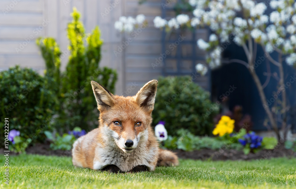 Naklejka premium Portrait of a red fox lying on green grass in a garden, framed by vibrant spring flowers