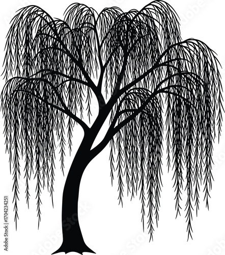 Black and white vector silhouette of elegant weeping willow tree with drooping branches, long leaves, thick trunk and graceful cascading foliage