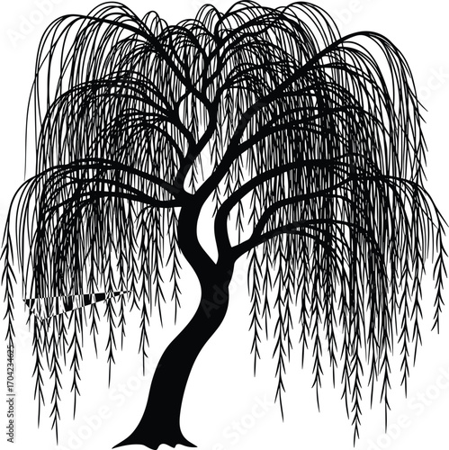 Black and white vector silhouette of elegant weeping willow tree with drooping branches, long leaves, thick trunk and graceful cascading foliage