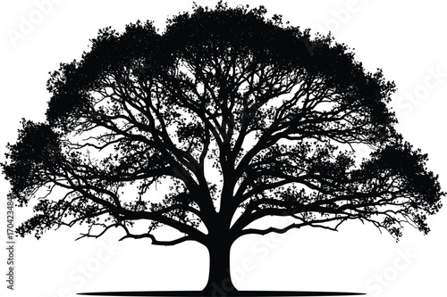 Black and white vector silhouette of large mature tree with broad canopy, dense foliage, thick trunk, natural symmetry and detailed branching
